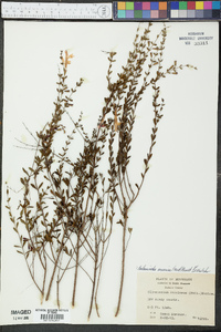 Calamintha coccinea image