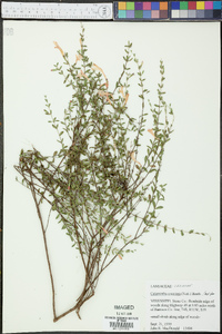 Calamintha coccinea image