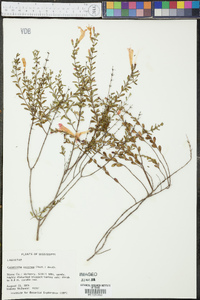 Calamintha coccinea image