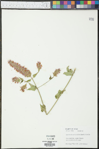 Agastache urticifolia image