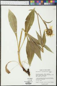 Helianthella quinquenervis image