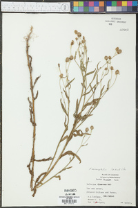 Helenium microcephalum image