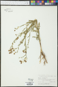 Helenium microcephalum image