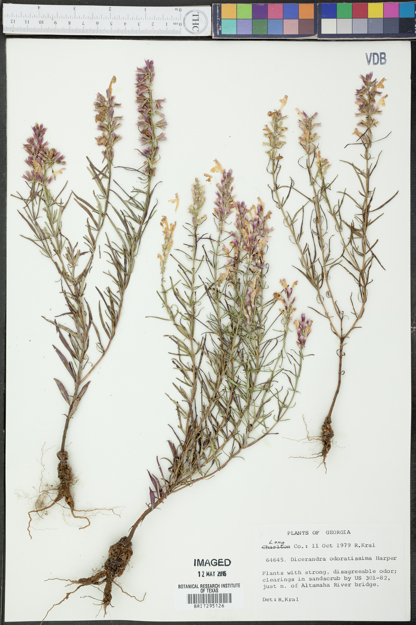 Dicerandra odaratissima image