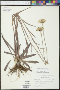 Helenium pinnatifidum image