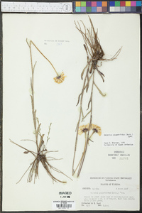 Helenium pinnatifidum image