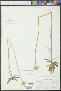 Helenium pinnatifidum image