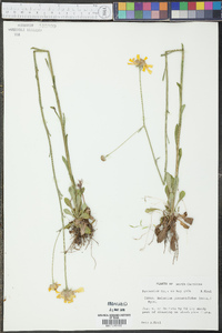 Helenium pinnatifidum image