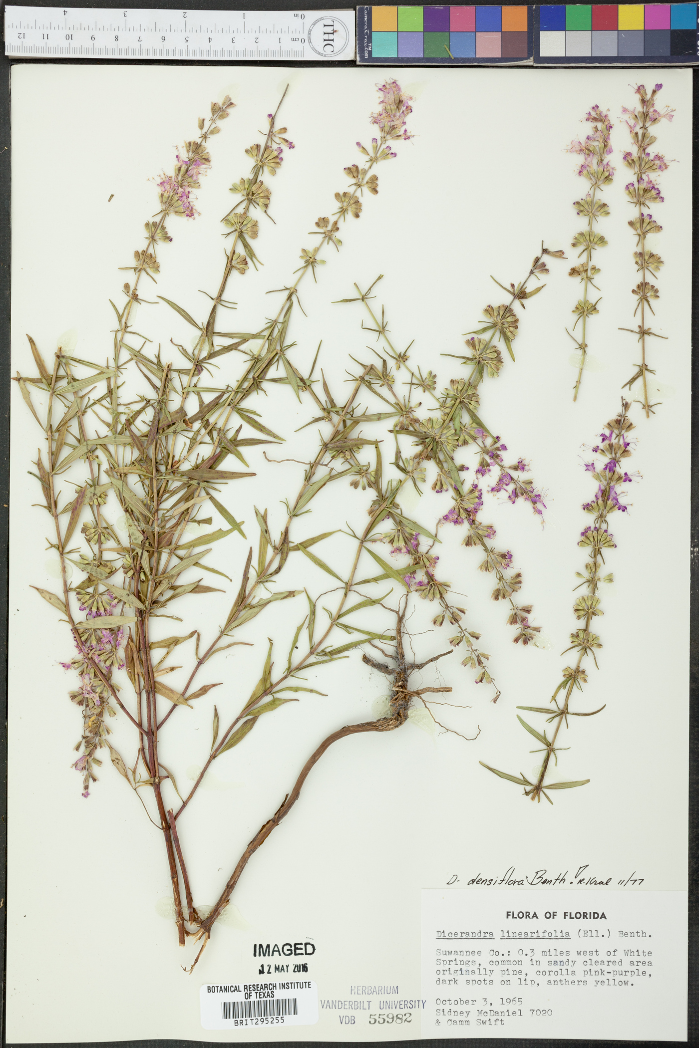 Dicerandra densiflora image