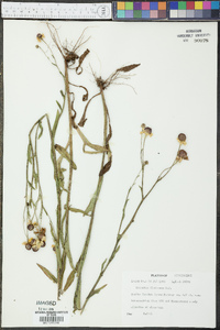 Helenium flexuosum image