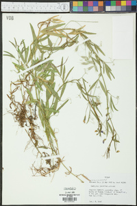 Lathyrus pusillus image