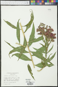 Vernonia fasciculata image