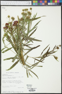 Vernonia arkansana image