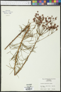 Vernonia angustifolia image