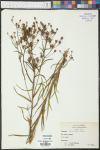 Vernonia angustifolia image