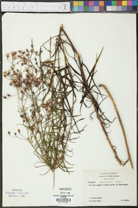 Vernonia angustifolia image