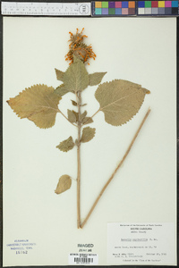 Leonotis nepetaefolia image