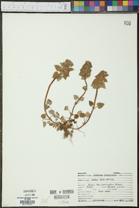 Lamium purpureum image