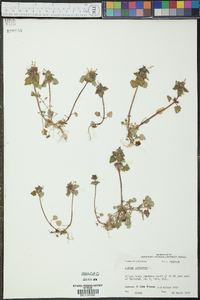 Lamium purpureum image