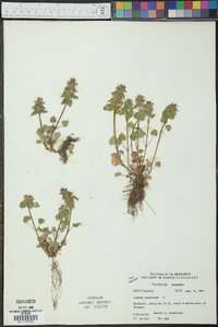 Lamium purpureum image