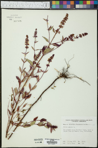 Mentha spicata image