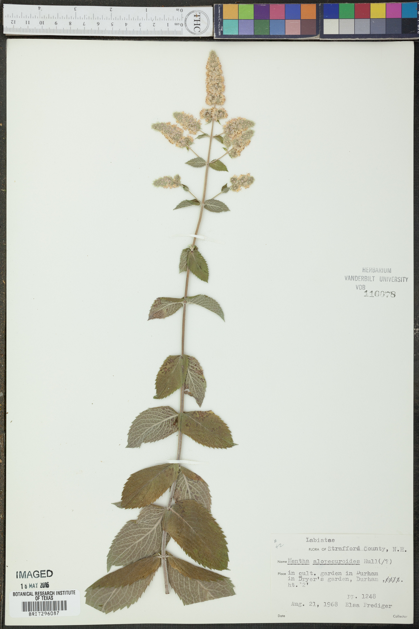Mentha alopecuroides image