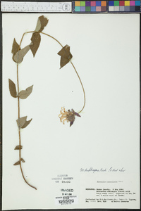 Monarda bradburiana image