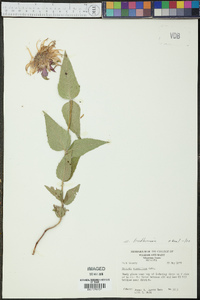 Monarda bradburiana image