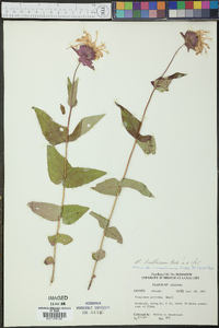 Monarda bradburiana image