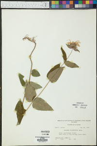 Monarda bradburiana image