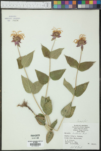 Monarda bradburiana image