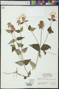 Monarda russeliana image