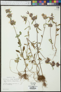 Monarda clinopodioides image