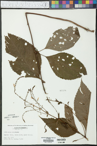 Collinsonia canadensis image