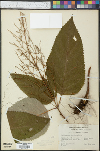 Collinsonia canadensis image