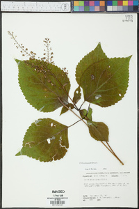 Collinsonia canadensis image