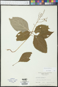 Collinsonia canadensis image