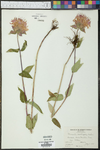 Monarda fistulosa var. menthifolia image