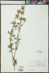 Monarda pectinata image