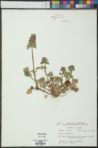 Lamium purpureum image