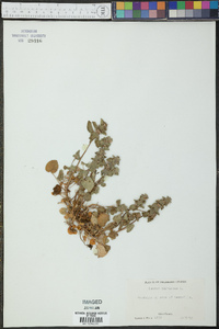 Lamium purpureum image