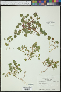 Lamium purpureum image