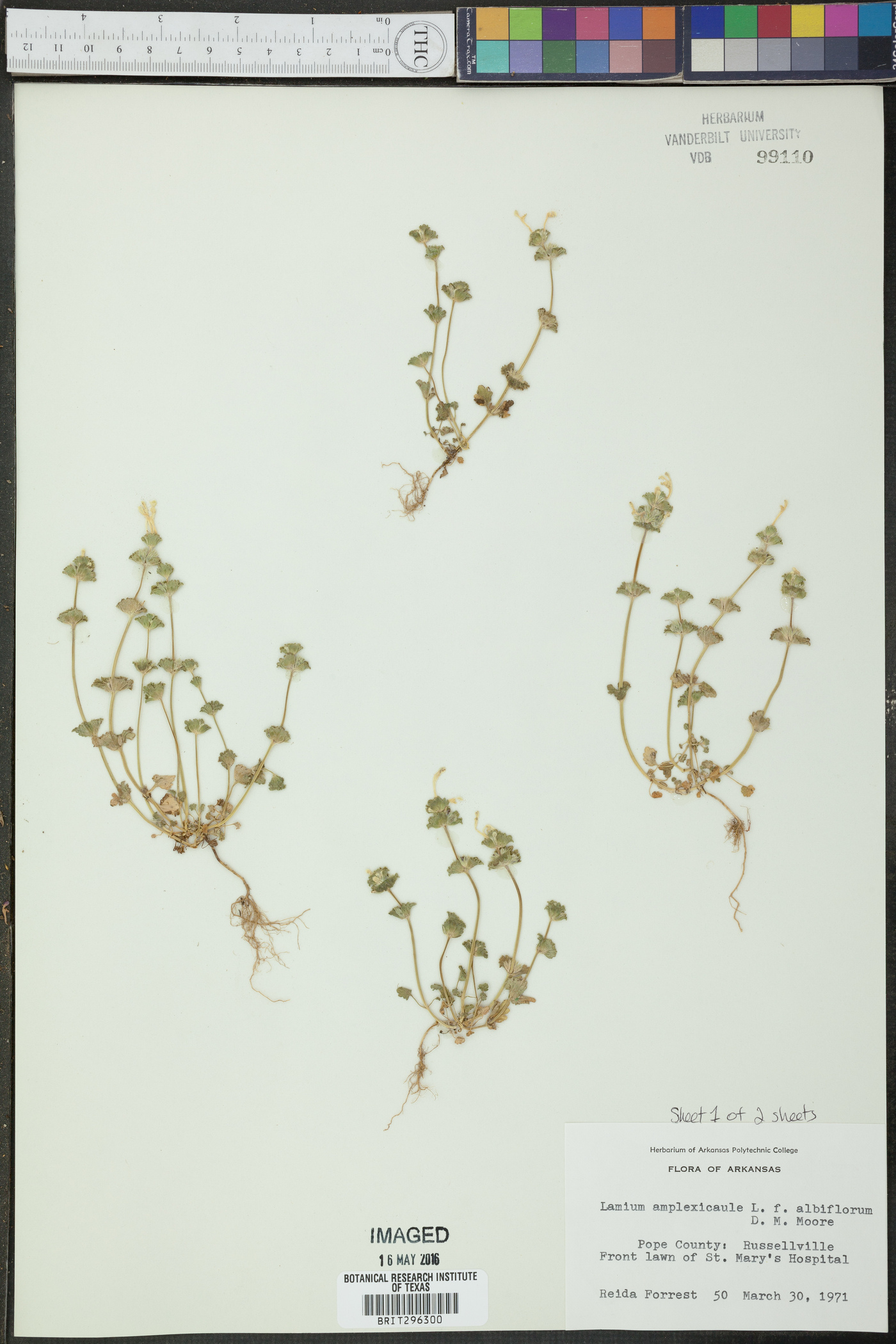 Lamium amplexicaule subsp. amplexicaule image