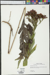 Vernonia baldwinii image