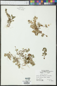 Glecoma hederacea image