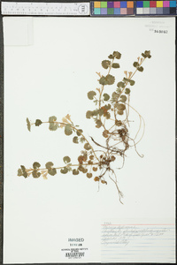 Glecoma hederacea image