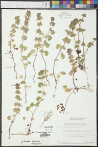 Glecoma hederacea image