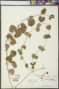 Glecoma hederacea image