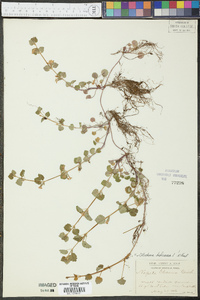 Glecoma hederacea image