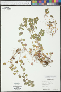Glecoma hederacea image